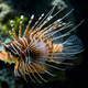 Image for article titled Hunting Lionfish Makes Them Harder To Hunt, Surprising Nobody
